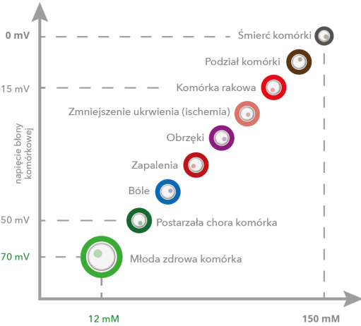 Model napiecia w błonie